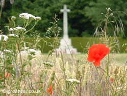 Poppies on the Somme battlefield.