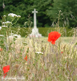 Poppies at Connaught Cemetery, Somme battlefield.