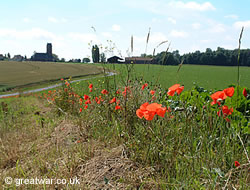 Poppies on the Somme battlefield.