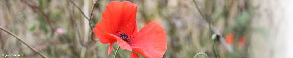 Poppy growing on the Somme battlefield near Thiepval Memorial to the Missing.