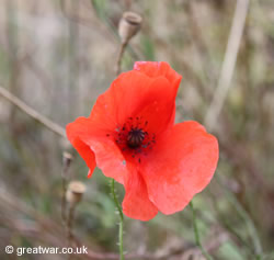 Poppy on the old Somme battlefield