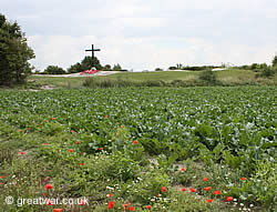 View of Lochnagar Crater lip approaching it on the road from La Boisselle.