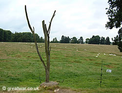 Danger Tree, Newfoundland Memorial Park